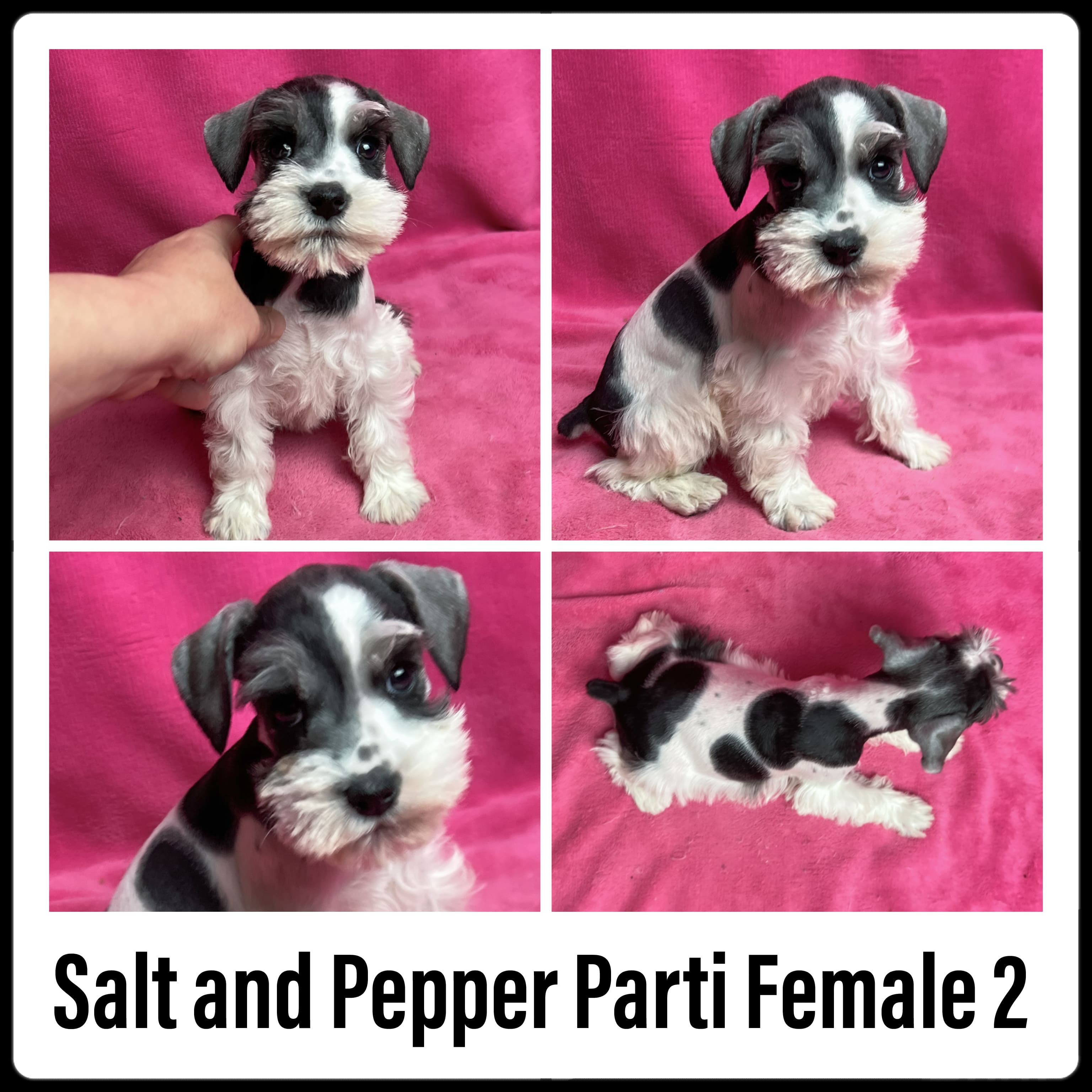 Salt & Pepper Parti Miniature Schnauzer - Female